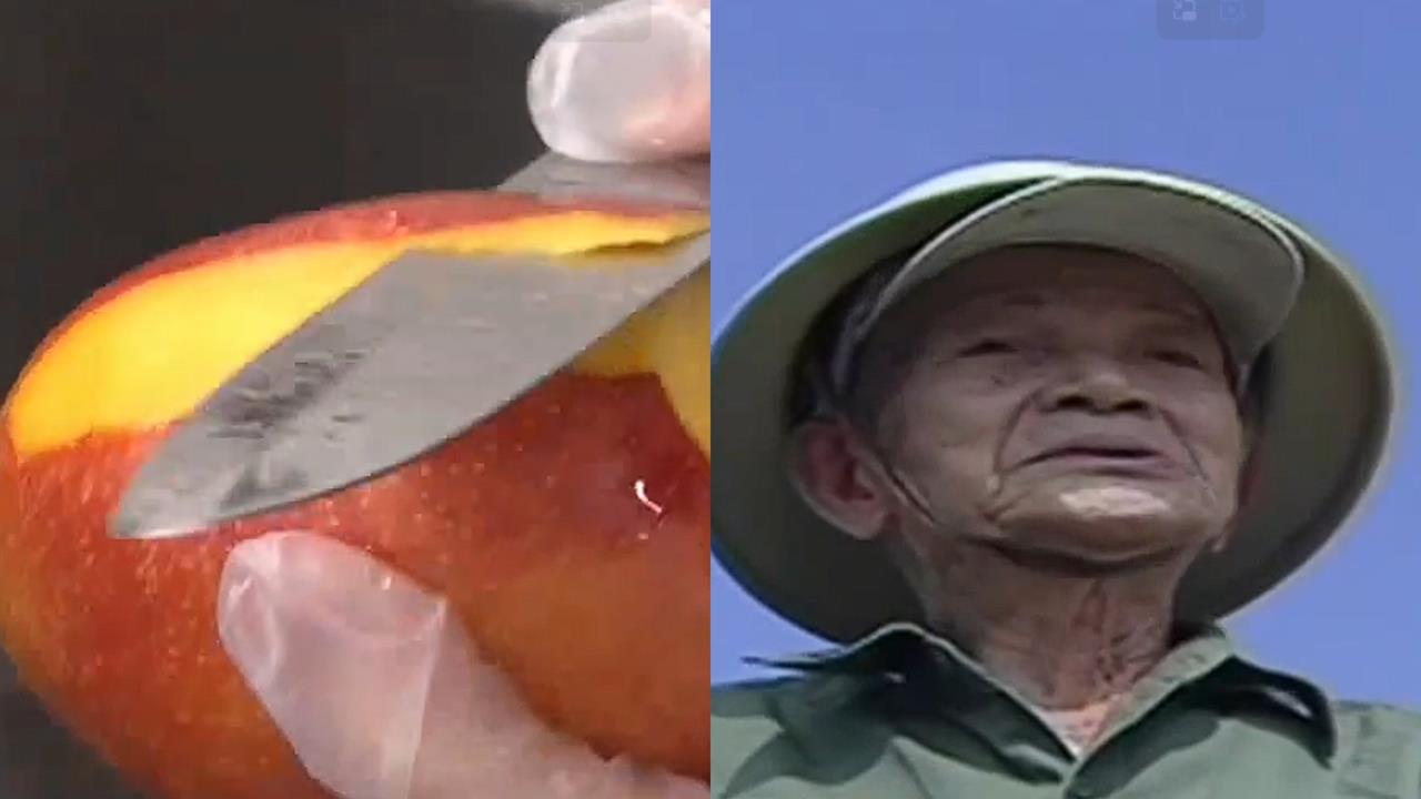 關鍵今日/種出愛文卻不藏私!鄭罕池無償分享技術 讓台灣芒果飄香國際