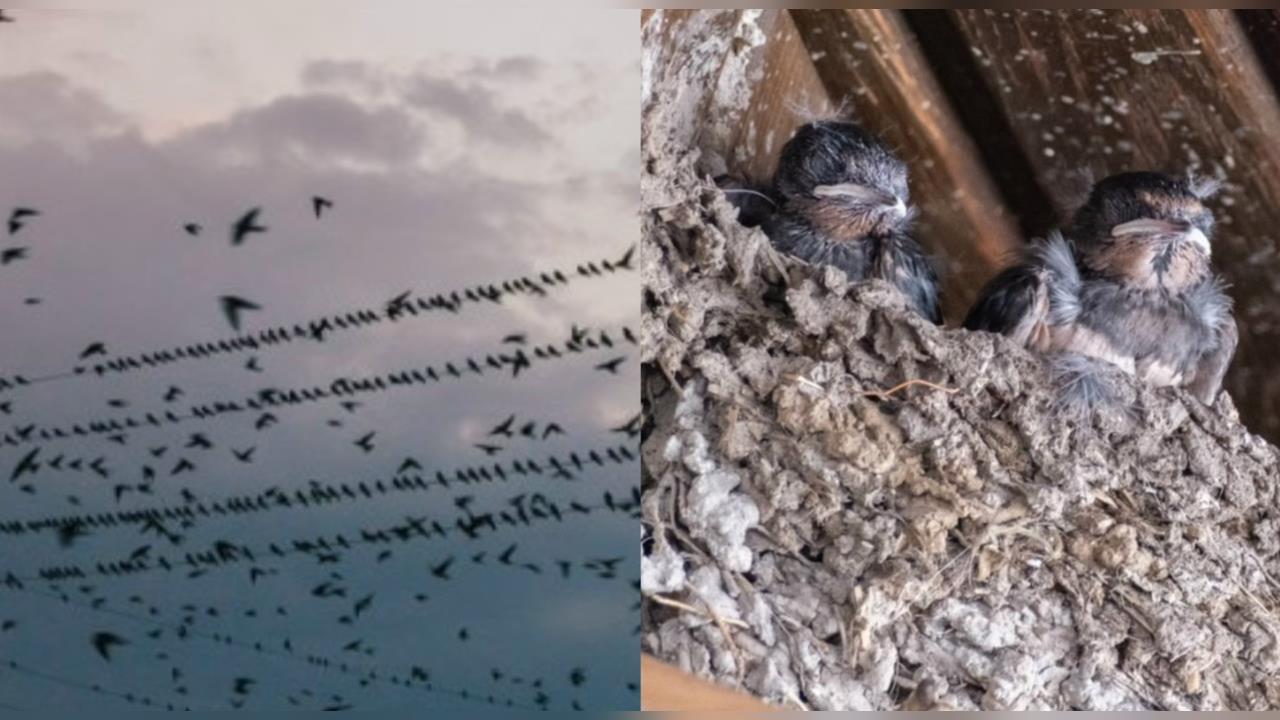 開門瞬間嚇傻！倉庫天花板築滿「燕窩」壯觀畫面流出　網驚喊：簡直風水寶地