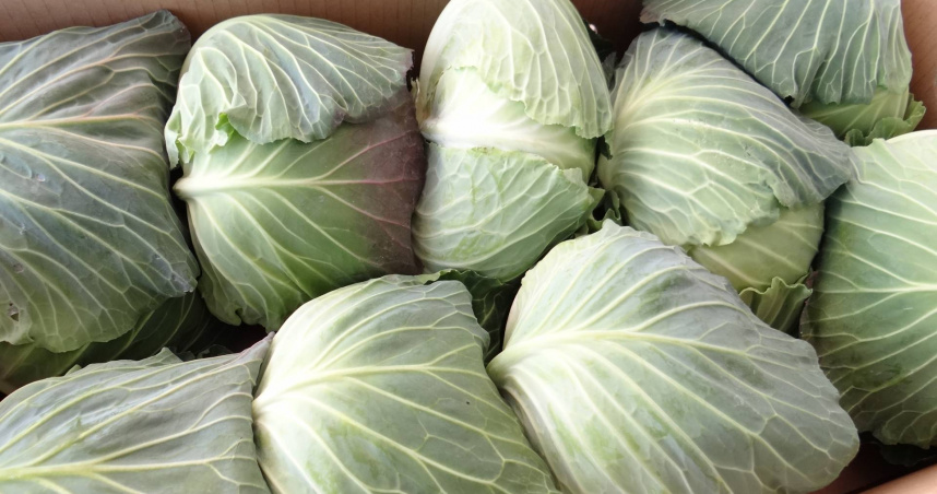 高麗菜妙用再＋1！她漲奶拿菜葉冷敷超有效　醫證實：真的