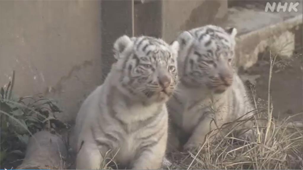 超可愛！伊豆動物園3白老虎寶寶首亮相
