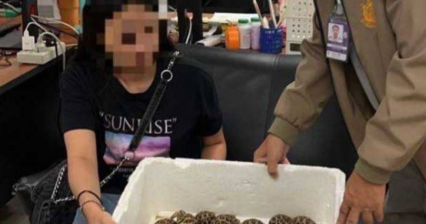 19歲台女走私保護動物「印度星龜」！膠帶纏30隻貼全身　泰國闖關被逮