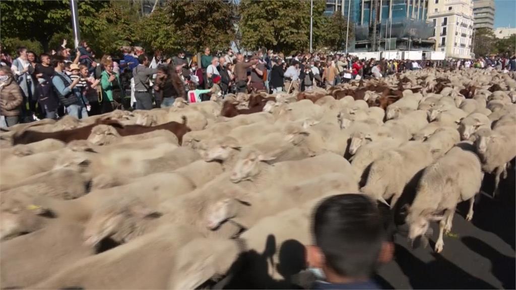 叮叮噹！上千羊兒帶鈴鐺逛街　西班牙馬路「大塞羊」