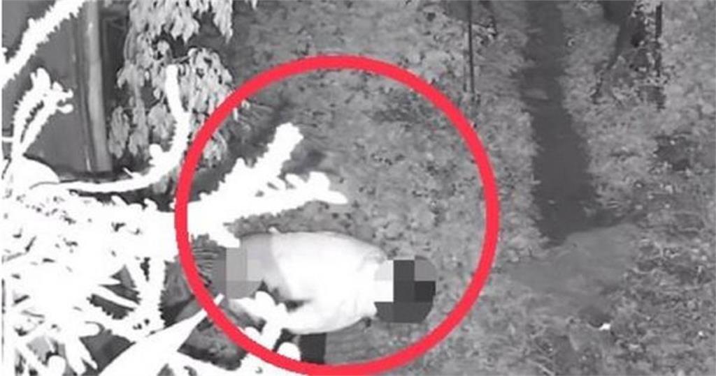 憋不住了？她闖私人庭院「脫褲解放」　害屋主出門踩到排泄物險滑倒