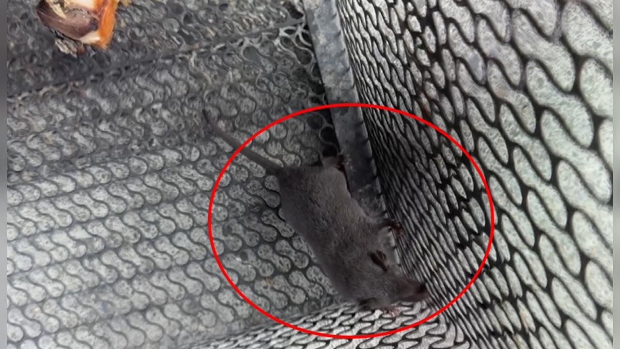 真帶財！清潔隊抓到錢鼠　　隊員意外撿到裝錢紅包