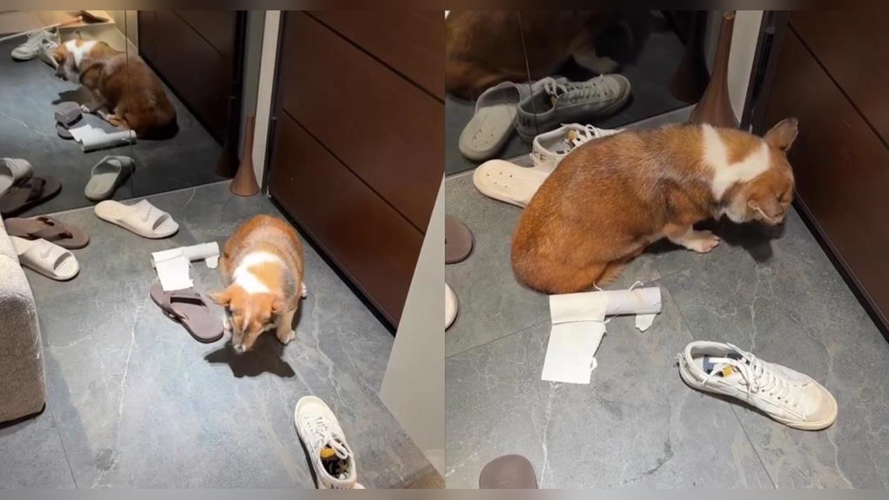 快新聞／女立委出手了！年邁柯基遭手搖飲老闆痛打縮角落　安置情況曝光