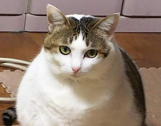 《胖貓傳說》當貓胖到一個程度就會像貓以外的生物？