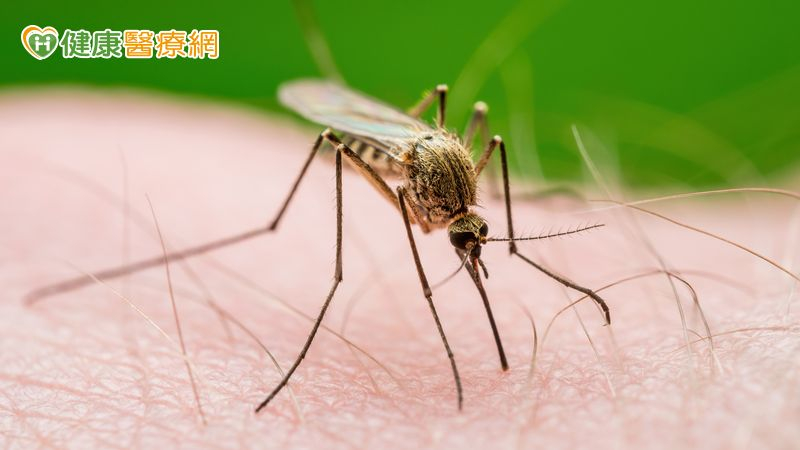 瘧疾病例達19年同期最高！疾管署：嚴重恐致肝腎衰竭與腦部併發症
