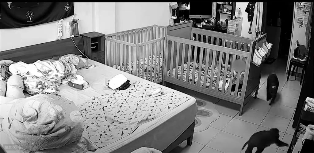 寶寶還在嬰兒床內吃點心　高雄<em>獼猴</em>侵門踏戶闖住家畫面曝