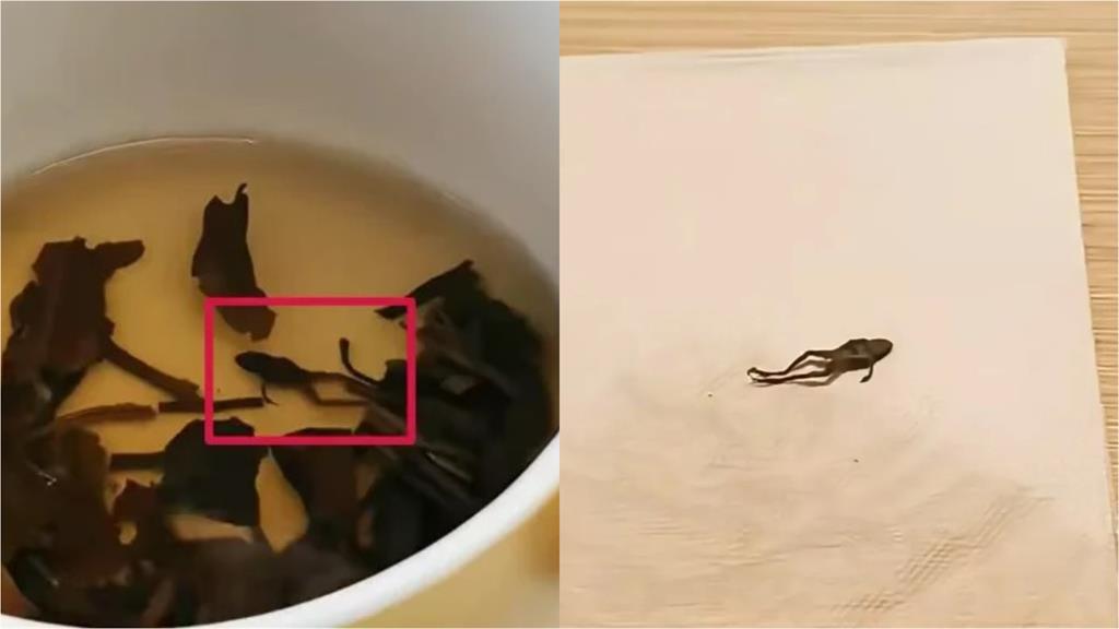中國手搖飲被喝出「整隻青蛙屍體」照片秒登微博熱搜！當事人傻眼：太噁心