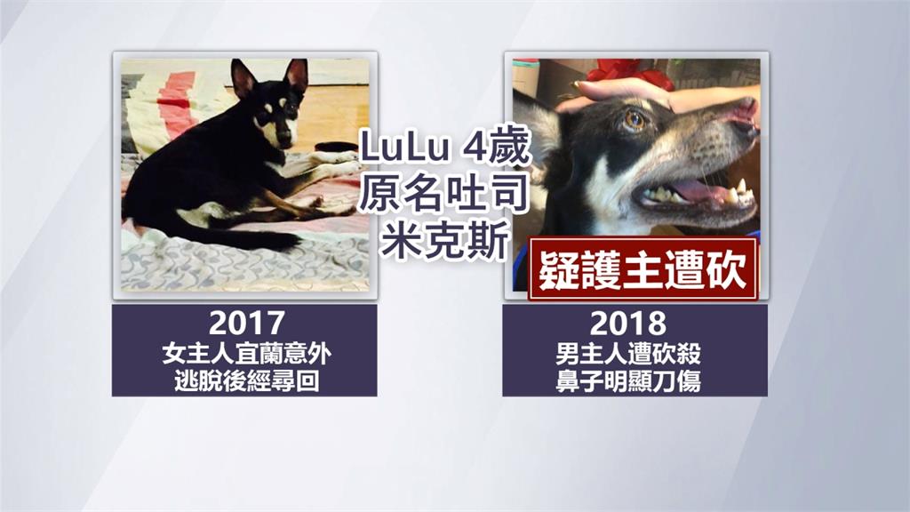 愛犬LuLu恐目擊永和凶殺 疑護主鼻子被砍傷