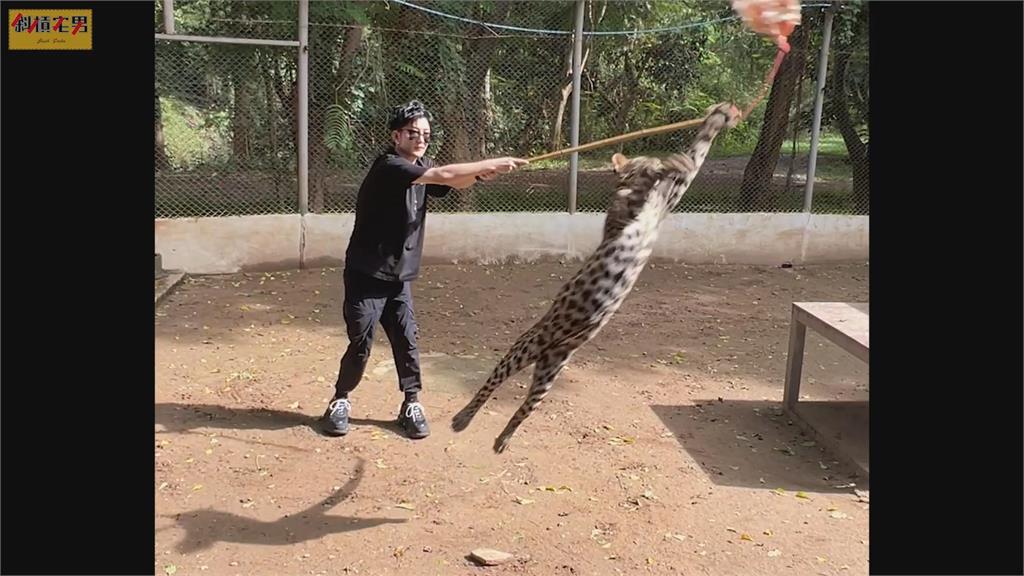 他去泰國動物園竟能遛豹　拿巨大化逗貓棒陪玩「最後慘變拔河」