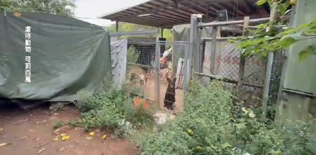 惡劣！新埔狗園餓死狗　其餘犬隻將接回動保所安置