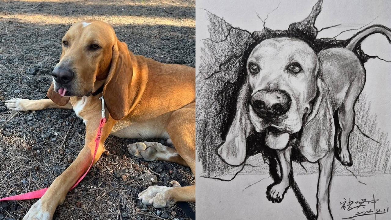 曾協尋林葉亭父親！搜救犬巴薩「遭毒蛇咬傷離世」　領犬員悲痛發聲