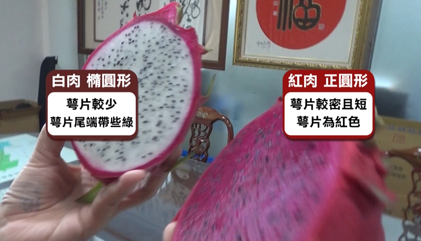 皮的顏色都一樣！紅白肉火龍果怎麼分？　專家揭密「看這裡」