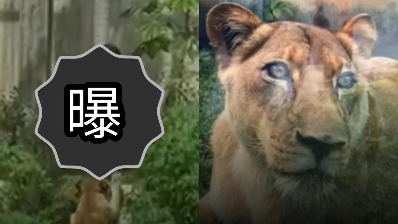 巴西男子翻越6公尺圍牆闖獅園！落地瞬間慘遭「瘋狂撕咬」恐怖瞬間曝光