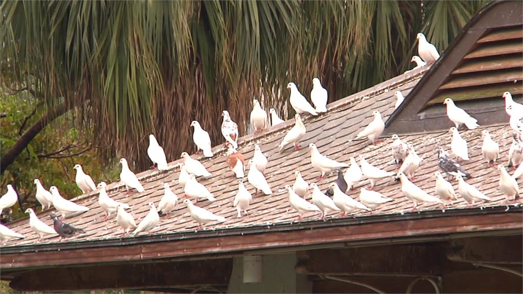 台中公園湖心亭野鴿減量 民眾餵食最重罰萬元