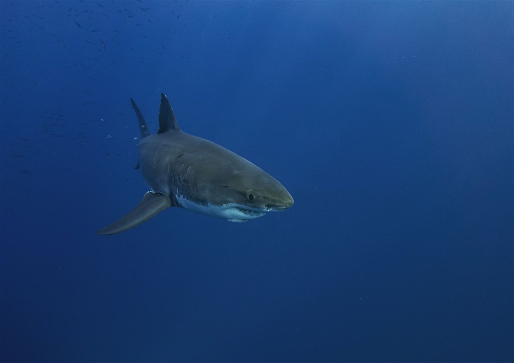 研究：大白鯊視力差　難辨衝浪者與海豹