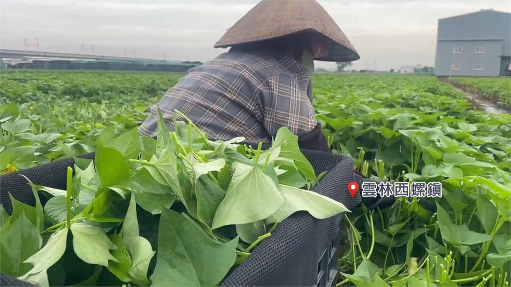 丹娜絲進逼！農民忙採收　稻穀太濕米商拒收
