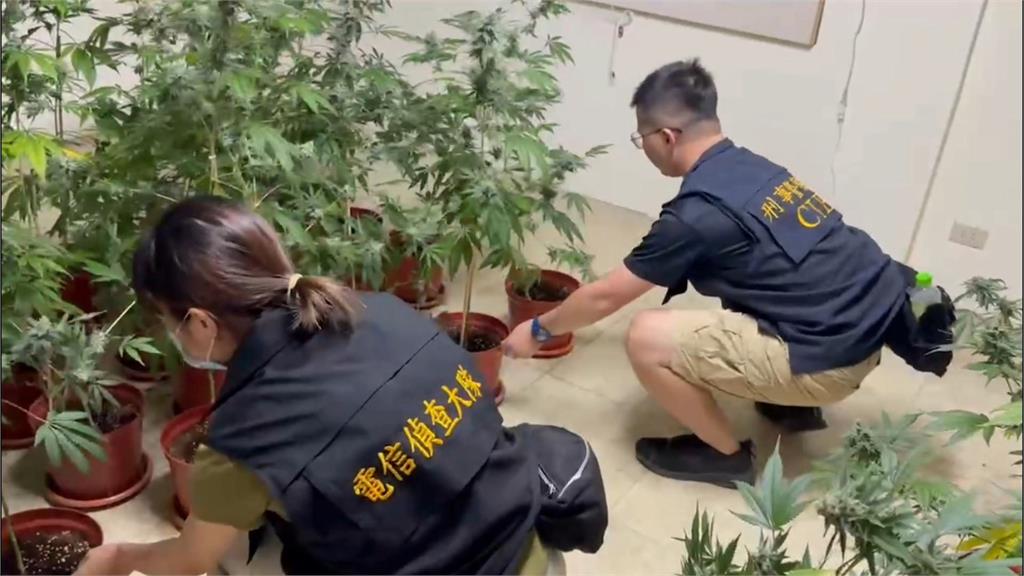 手搖飲店藏大麻農場　水電背景嫌犯偷電　台電求償破百萬