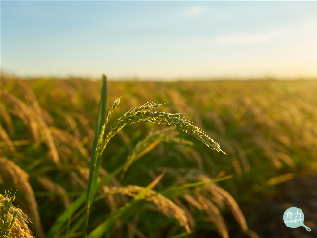 2035年10億人口面臨水資源壓力 亞洲農業如何破解「愈缺水、愈灌溉」惡性循環?