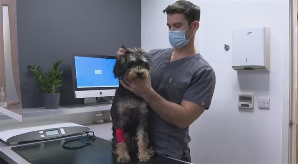 英國脫歐導致獸醫人手不足　貓貓狗狗看醫生難　