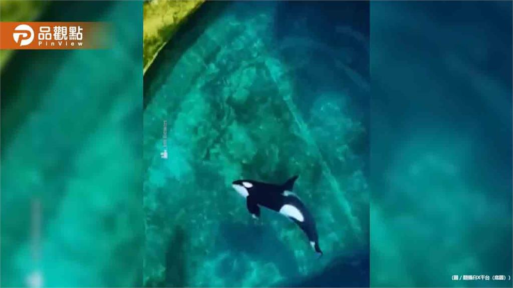 水族館停業！虎鯨、海豚被困「爛池」超無助徘徊