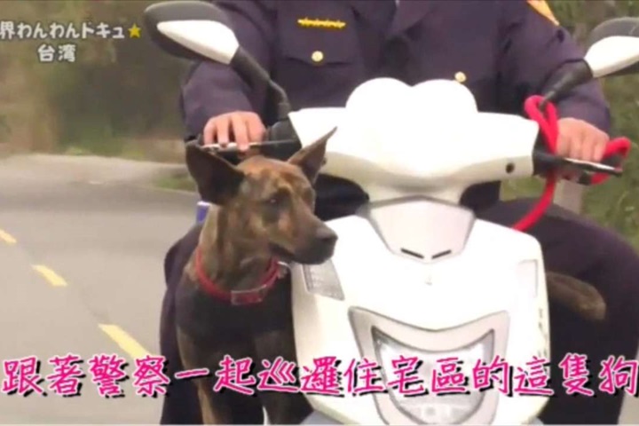 流浪狗轉行當警務犬 虎斑「霸王」紅到日本