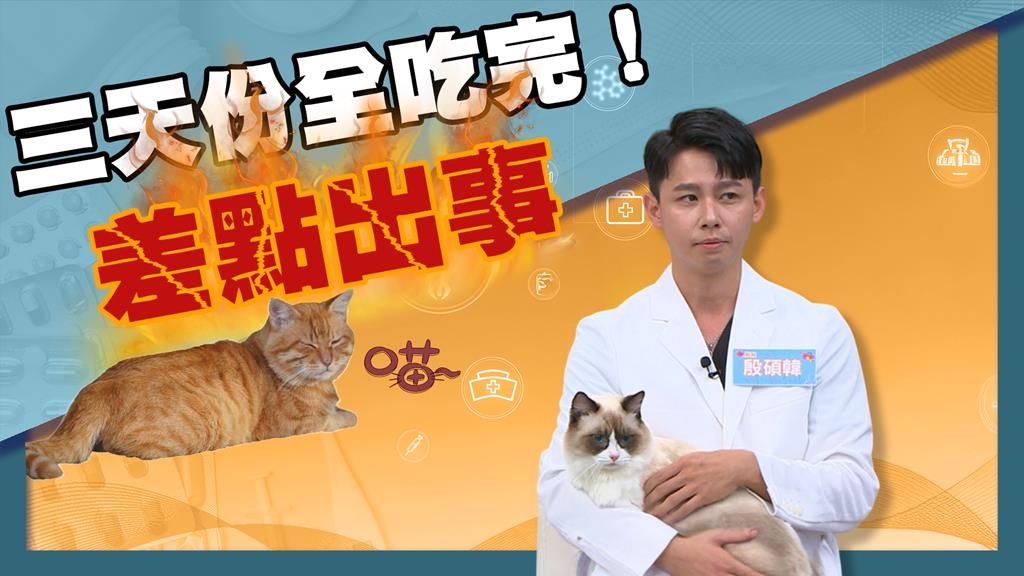 獸醫《醫學大聯盟》揭橘貓「九隻九隻胖」特性!出門「這招」穩定飲食