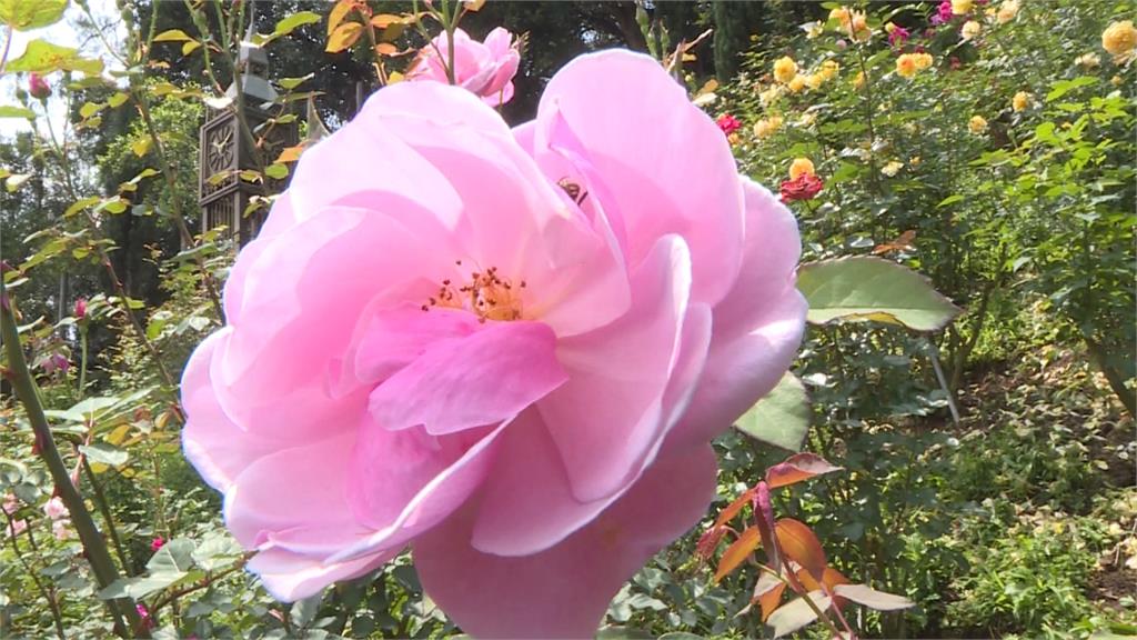 苗栗玫瑰花園爭奇鬥艷 世界各國品種一次看