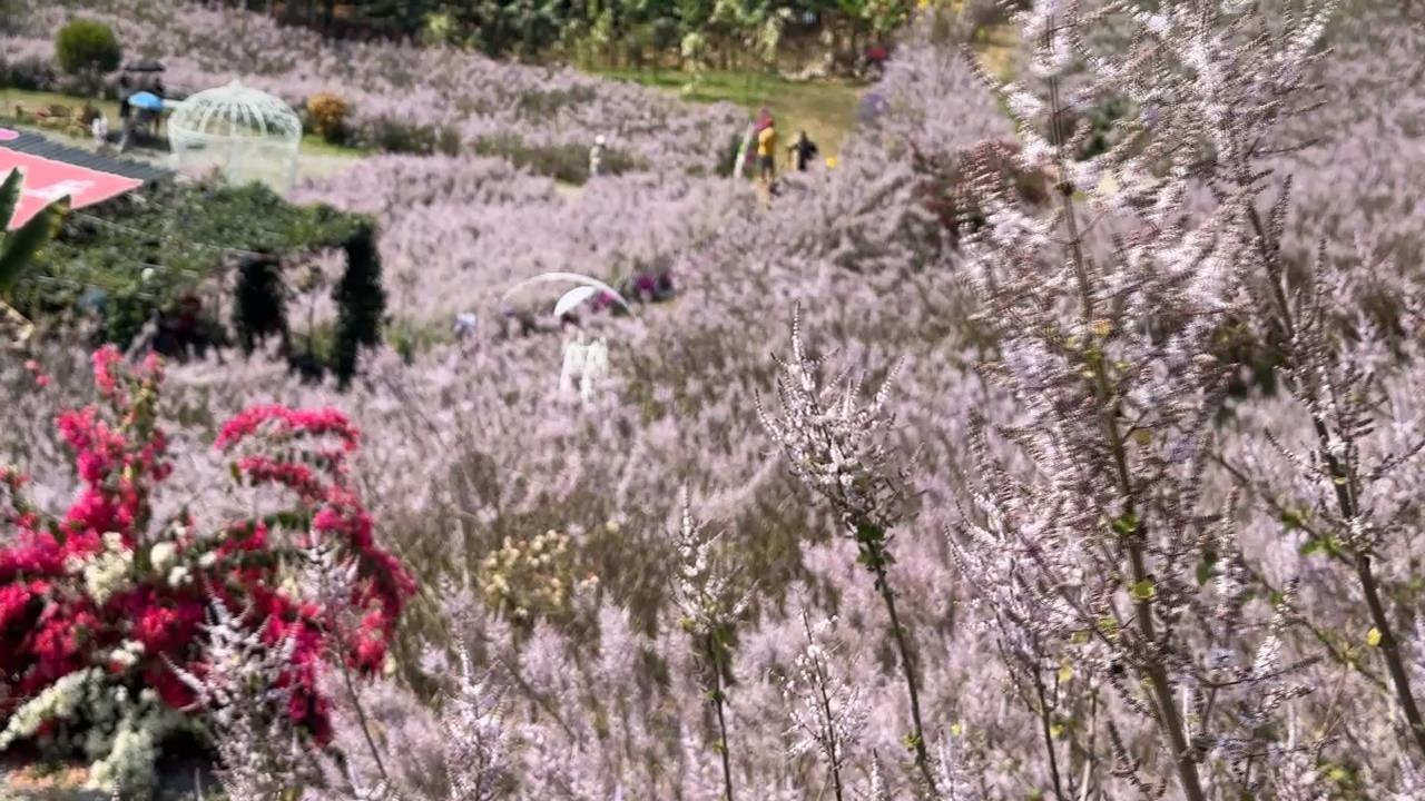 南投8千坪夢幻花海綻放 粉紅山丘如"童話世界"