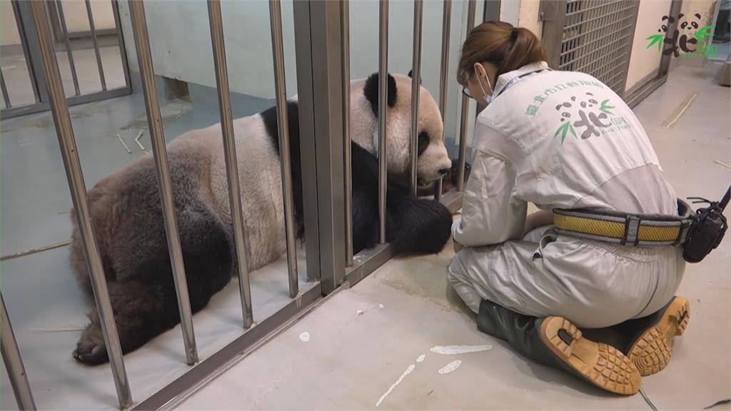 大熊貓團團離世    照養員悲痛送最後一程：它到最後都還是很乖