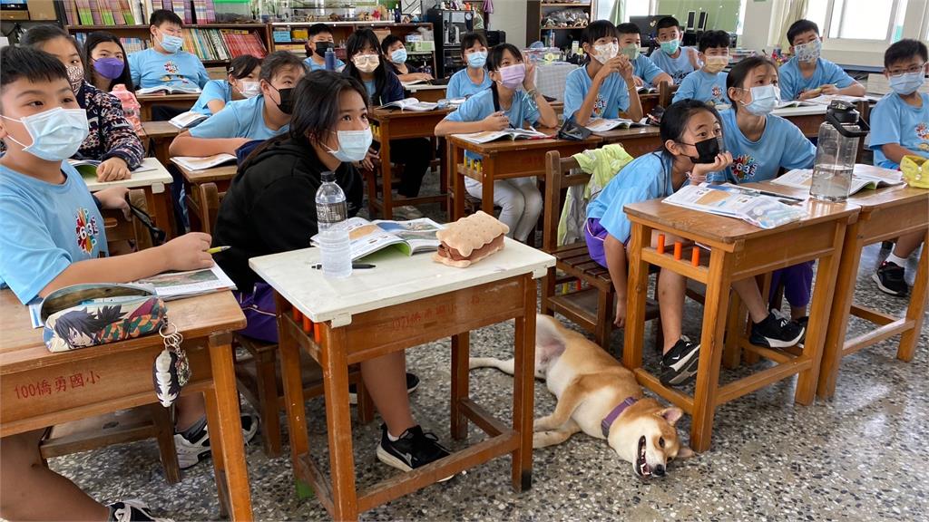 柴犬蹺家上學去！他急尋驚見「超萌伴讀」樣　側趴翻肚「還會上下課」