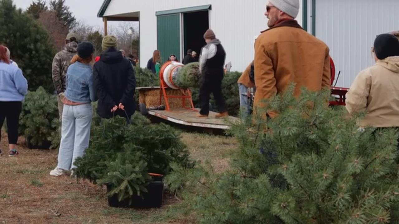 美中關稅戰「人造耶誕樹」價格狂飆 民眾擁抱傳統「買真樹」別有趣味