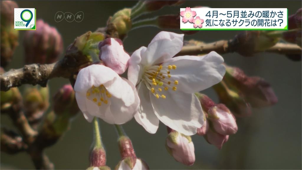 日本櫻花盛開飄春意！東京、福岡櫻花季開跑