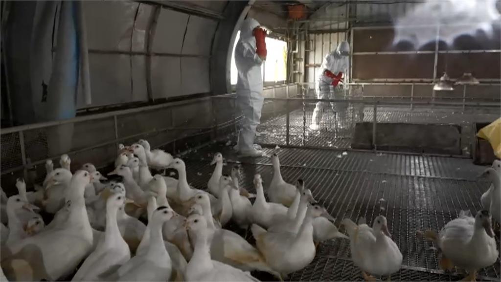 薑母鴨恐吃嘸？國內爆禽流感疫情　農委會：鴨肉量冬天供應無虞