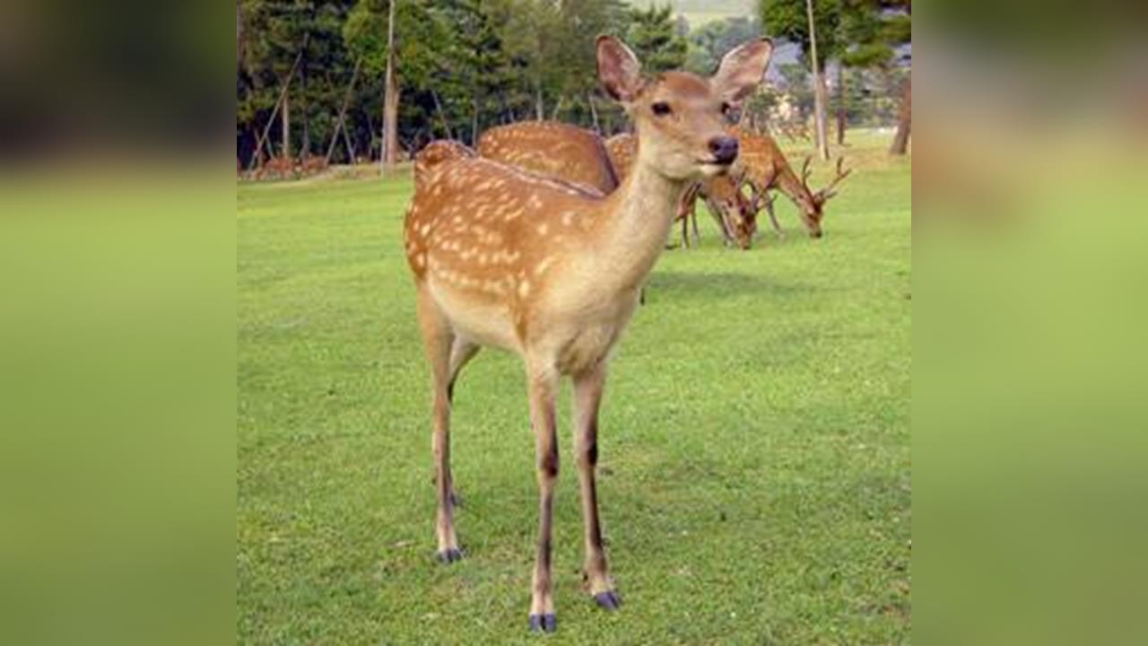 野生動物出沒市區頻傳！ 北海道去年逾6千起「撞鹿意外」