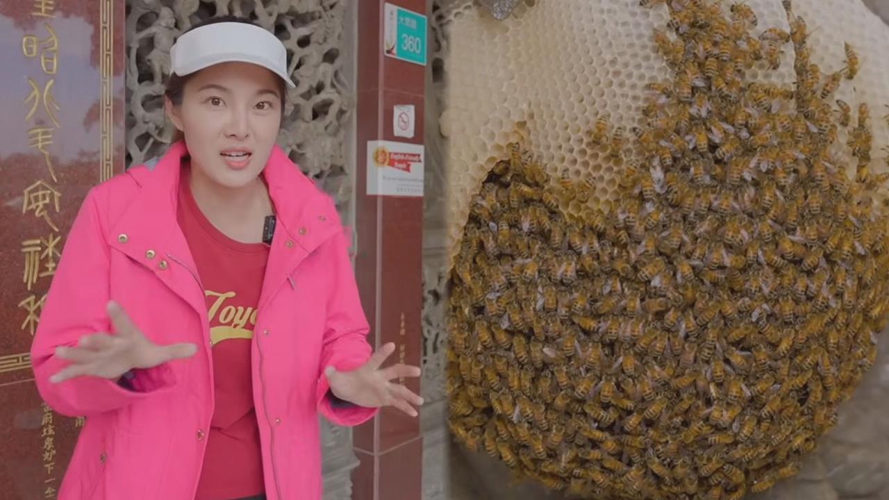 蜜蜂竟在廟宇造蜂巢？她揭背後故事：祥瑞的象徵