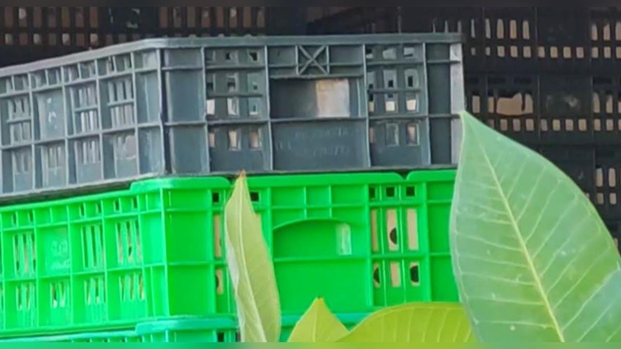 芬普尼毒蛋把關現漏洞　彰化縣府認錯將懲處追究