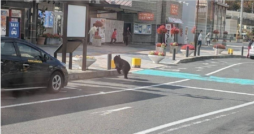 日本岩手縣多地拉響「熊警報」！獵人遇襲濺血　熊闖學校車站