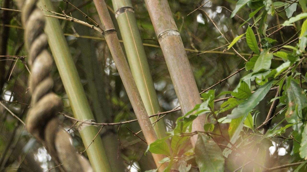 原住民生計有著落　禁伐補償金已撥地方政府將入帳