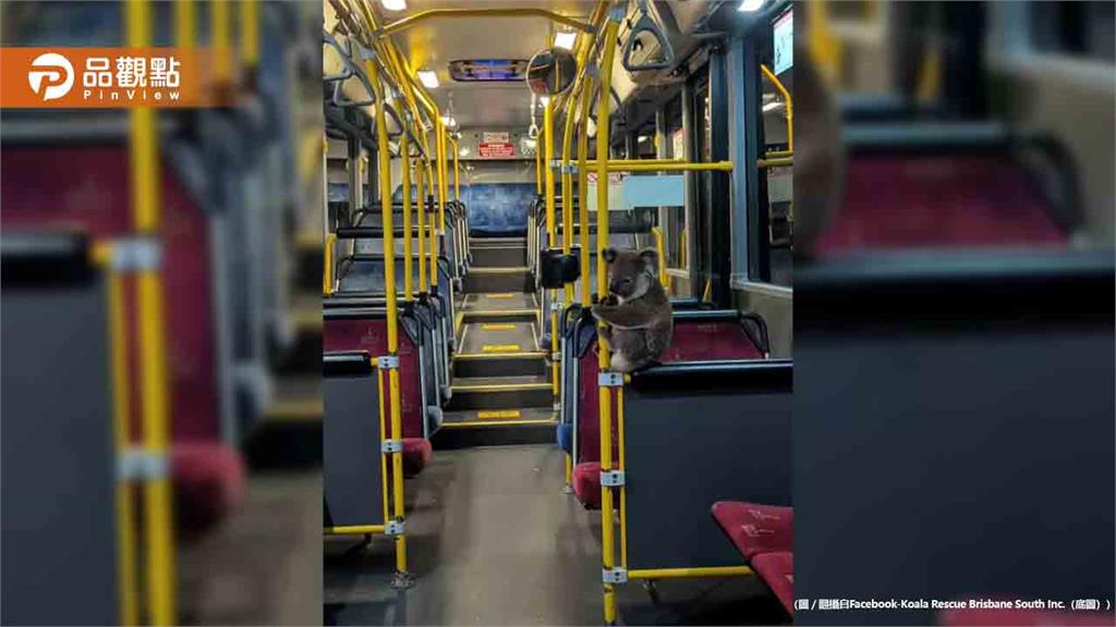 公車上竟然有無尾熊！緊抓把手一起搭車超萌
