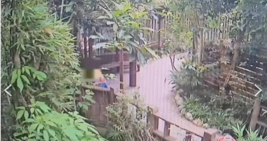 北市動物園驚傳竊案！把蝴蝶偷回家全因愛子心切　賊父下場慘了