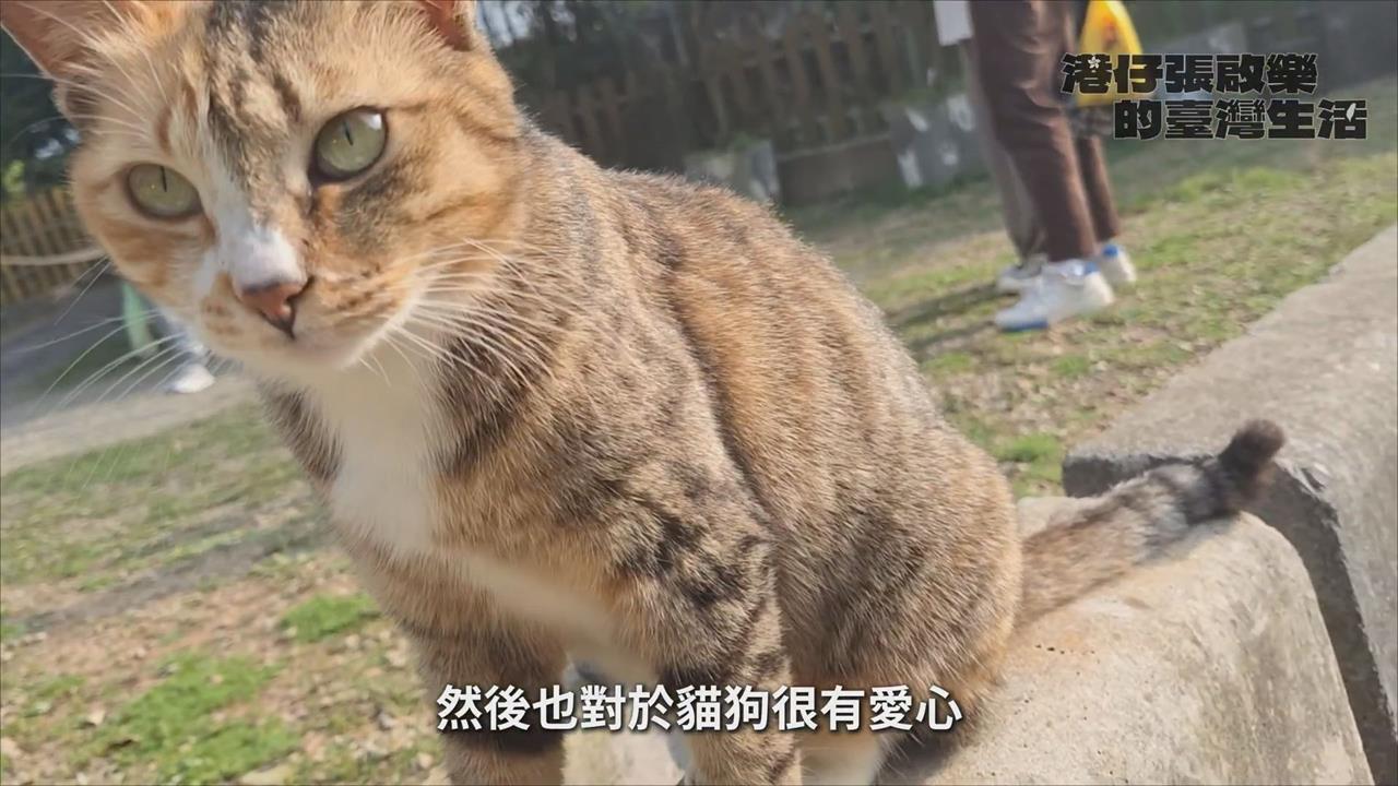 不只宮廟更有貓奴天堂　港星遊林口讚：非常Chill