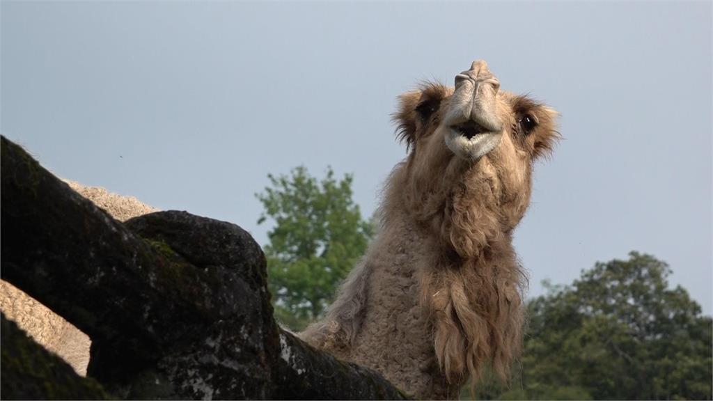 快新聞／元老級動物減一！　北市動物園單峰駱駝「玉葉」過世享年26歲