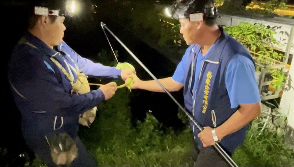 外來種綠鬣蜥氾濫！　高雄農業局「捕捉訓練班」100名額秒殺