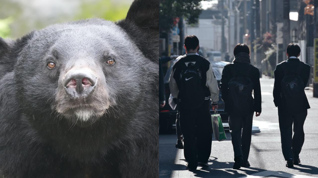只要害怕就有「熊假」！日本學生「怕熊出沒」可不用上課　補回學習進度方式曝