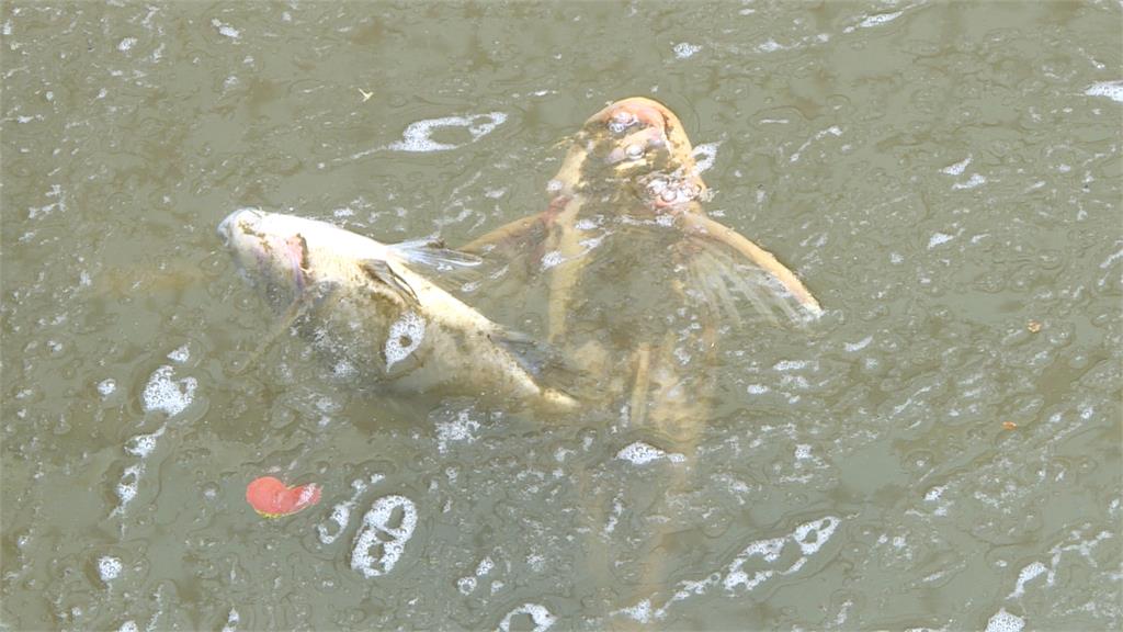 兒童公園魚池暴斃慘案！　稽查員揪出「這原因」釀禍