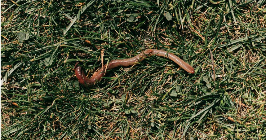 越南人行道竄出「大量蚯蚓集體曬死」 學者:可能是環境警訊