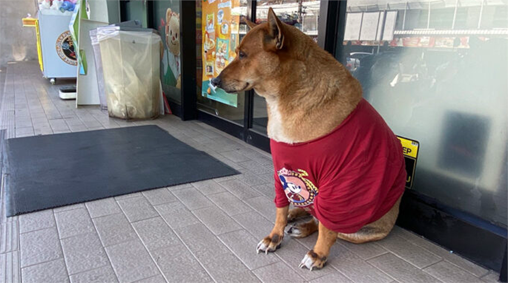 泰版忠犬八公!遊民主人病逝 牠仍駐紮小七超商前日夜等候