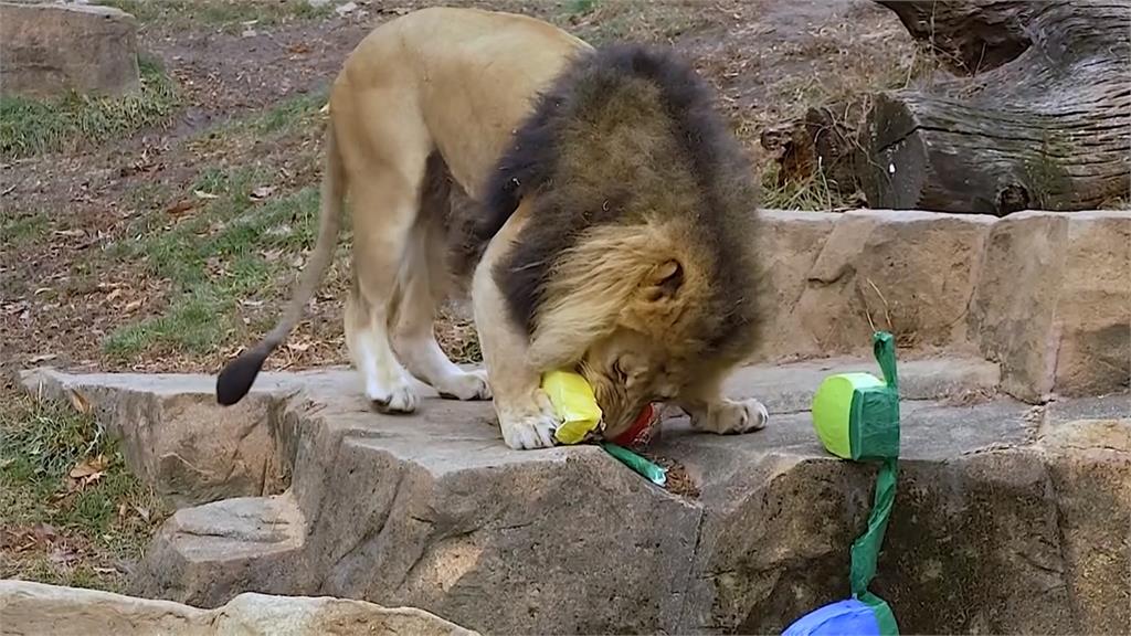 芝加哥動物園提前過耶誕　動物豪邁張嘴拆禮物